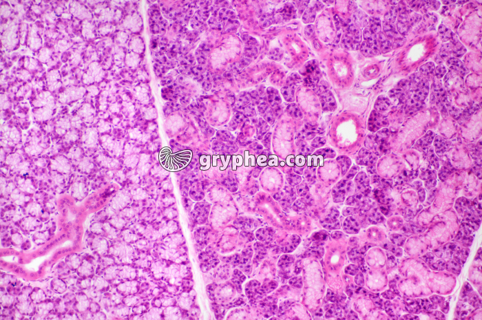 Glande salivaire x40 - gryphea.org